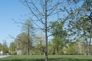The Speaker Tip O'Neill tree on the U.S. Capitol Grounds during spring.