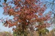 The Speaker Tip O'Neill tree on the U.S. Capitol Grounds during fall.