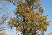 Tree for the state of Indiana on the U.S. Capitol Grounds during fall.