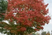 The Speaker Thomas Foley tree on the U.S. Capitol Grounds during fall.