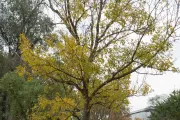 The Rep. Walter Capps tree on the U.S. Capitol Grounds during fall.