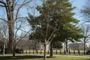 Tree for the state of Georgia on the U.S. Capitol Grounds during winter.