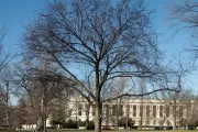 The Liberty Elm tree on the U.S. Capitol Grounds during winter.