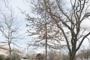 The Rep. Andrew Maguire tree on the U.S. Capitol Grounds during winter.