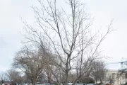 The Rep. Don Fuqua tree on the U.S. Capitol Grounds during winter.
