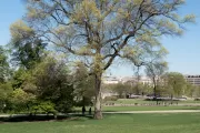 The Rep. Marlin Olmsted tree on the U.S. Capitol Grounds during spring.