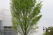 People of Massachusetts tree on the U.S. Capitol Grounds during spring.
