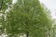 The Senator Zorinsky tree on the U.S. Capitol Grounds during spring.