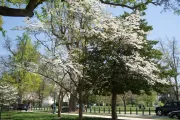 Tree for the state of Georgia on the U.S. Capitol Grounds during spring.