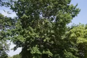 The Senator Byrd tree on the U.S. Capitol Grounds during summer.