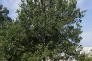 The Senator Kerrey tree on the U.S. Capitol Grounds during summer.