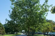 The Rep. Don Fuqua tree on the U.S. Capitol Grounds during summer.