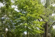 The Rep. Andrew Maguire tree on the U.S. Capitol Grounds during summer.