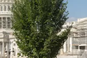 People of Massachusetts tree on the U.S. Capitol Grounds during summer.