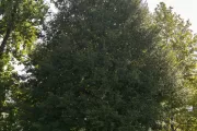 The Senator Zorinsky tree on the U.S. Capitol Grounds during summer.