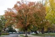 Tree for the state of Maryland on the U.S. Capitol Grounds during fall.