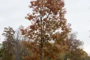 People of Massachusetts tree on the U.S. Capitol Grounds during fall.