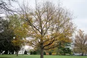 The Senator Saltonstall tree on the U.S. Capitol Grounds during fall.