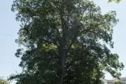 Tree in the sun.