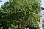 Tree.