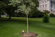 Tree with the U.S. Capitol in the distance.