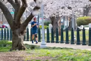 Tree and blossoms.
