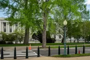 A ginkgo tree on the U.S. Capitol campus.
