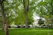 A ginkgo tree on the U.S. Capitol campus.