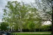 A tree on the U.S. Capitol campus.
