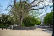 A tree on the U.S. Capitol campus.
