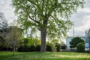A ginkgo tree on the U.S. Capitol campus.