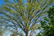 A tree on the U.S. Capitol campus.