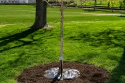 Tree, outside.