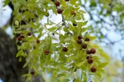Fruit of the jujube tree.
