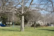 Tree on the U.S. Capitol Grounds.