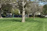 Tree on the U.S. Capitol Grounds.