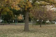 Tree on the U.S. Capitol Grounds.