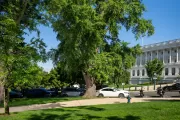 A tree on the U.S. Capitol campus.