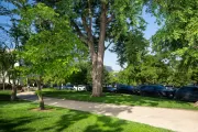 A tree on the U.S. Capitol campus.