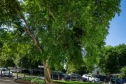A tree on the U.S. Capitol campus.