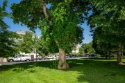 A tree on the U.S. Capitol campus.