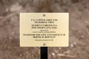 Plaque.