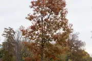 The Charter Oak tree on U.S. Capitol Grounds in fall.