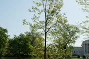 The Charter Oak tree on U.S. Capitol Grounds in spring.