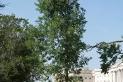 The Charter Oak tree on U.S. Capitol Grounds in summer.