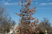 The Charter Oak tree on U.S. Capitol Grounds in winter.