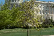 The September 11 Anniversary Tree in spring.