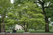 The Lady Bird Johnson tree on the U.S. Capitol Grounds in spring.