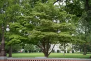 The Lady Bird Johnson tree on the U.S. Capitol Grounds in summer.