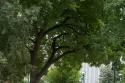 The Arbor Day Founder tree on U.S. Capitol Grounds in summer.